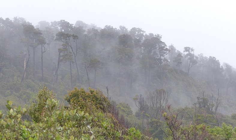 West Coast forest in low clouds, Nov 2015